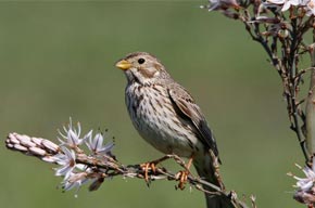 oiseau.jpg