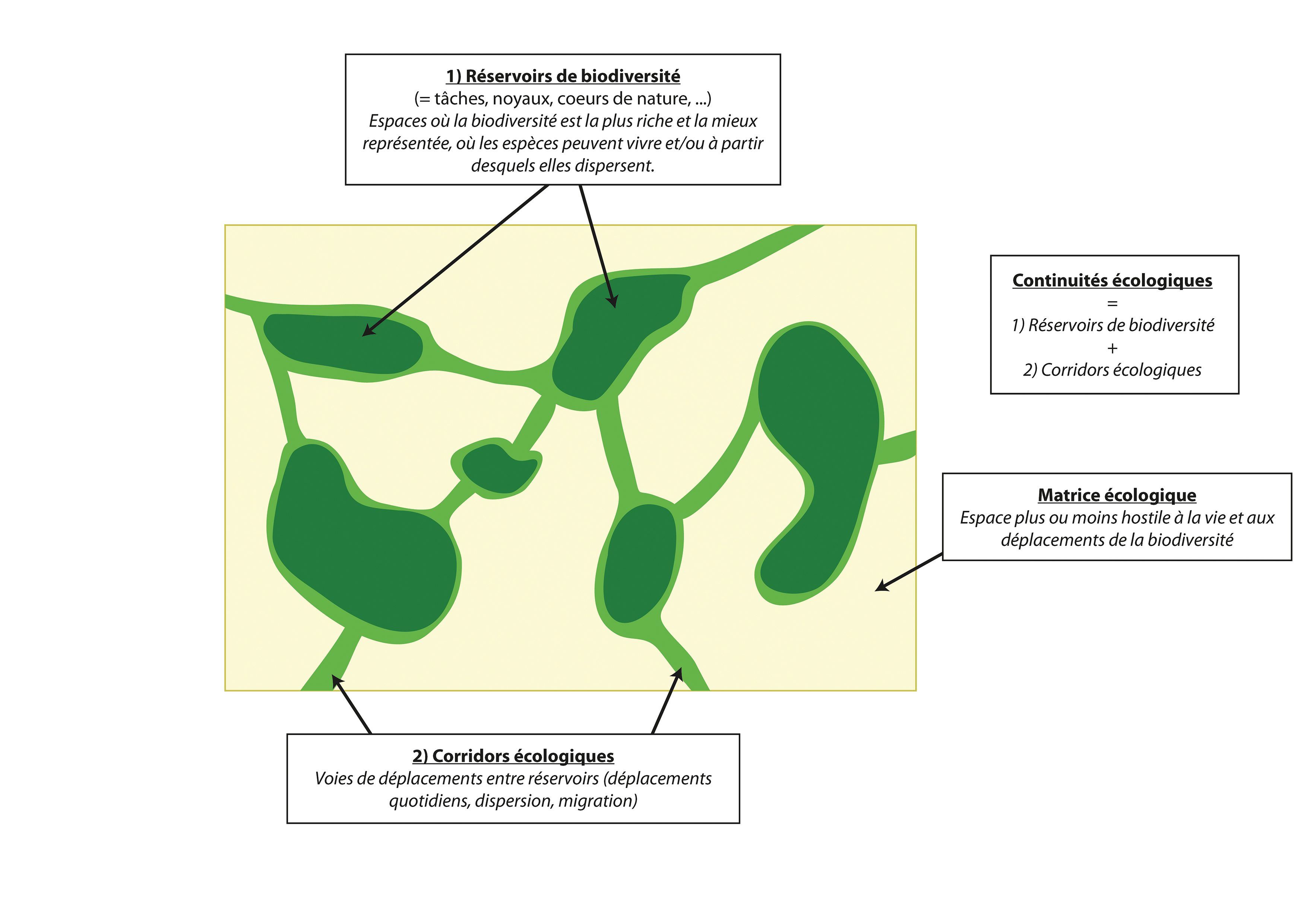 Figure 1: Schéma théorique expliquant les corridors et les réservoirs de biodiversité formant les continuités écologiques (© UMS PatriNat)