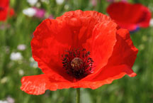  Coquelicots © INPN - Libre de droit