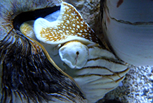 Nautilus macromphalus G.B. Sowerby II, 1849 © B. Guichard