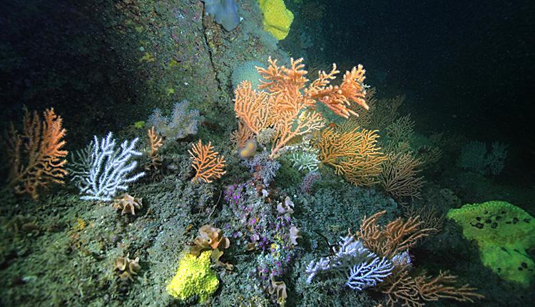 Roches ou blocs circalittoraux côtiers à gorgonaires, Pentapora fascialis et algues sciaphiles © Wilfried Thomas / Station biologique de Roscoff