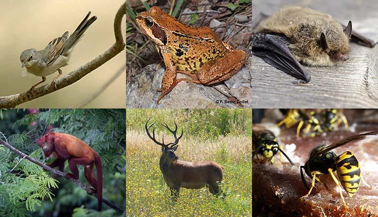 Fauvette grisette © J. F. Siblet - Grenouille rousse, © F. Serre Collet - Pipistrelle de Nathusius © Alis Photo DR - Singe hurleur roux © M. Fernandez - Cerf élaphe © C. Thierry - Guêpe germanique, Vespula germanica © Q. Rome
