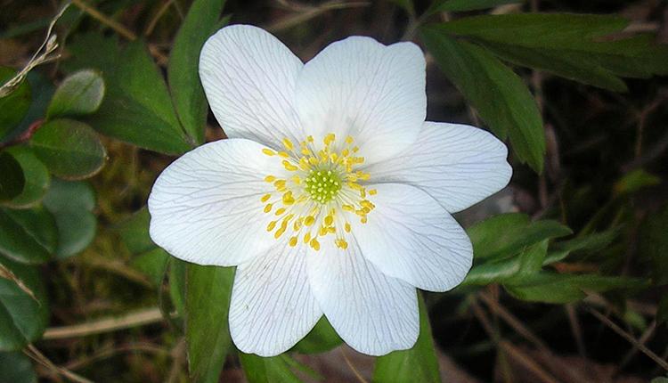 Anémone des bois, Anemone nemorosa © Y. Martin