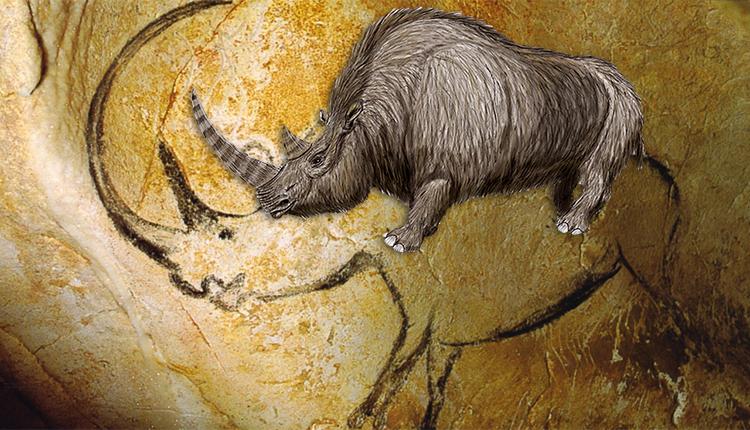 Rhinocéros laineux Coelodonta antiquitatis © Wikimedia / Rhinocéros peint dans la Grotte Chauvet © Inocybe CC0