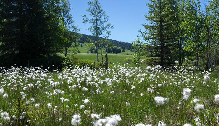 Bas-marais du Jura © V. Herledan