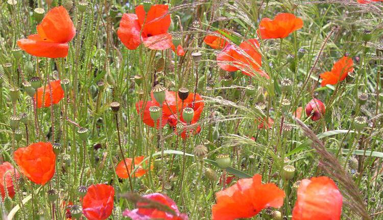 Coquelicot commun Papaver rhoeas © O. Escuder