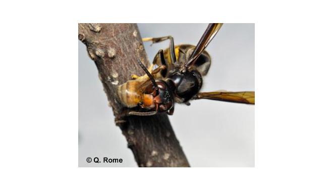 Responsive image1