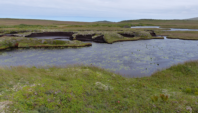 Tourbière de Saint-Pierre et Miquelon © Dominique Marguerie