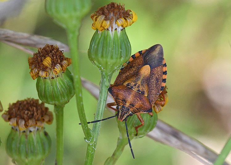 Punaise Carpocoris purpureipennis  © J. Touroult / INPN