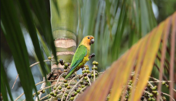 Conure cuivré, Guyane © Raphael Gailhac