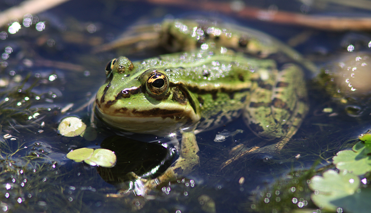Grenouille verte © CEN Bourgogne