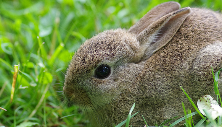 Lapin de garenne Oryctolagus cuniculus © P. Gourdain