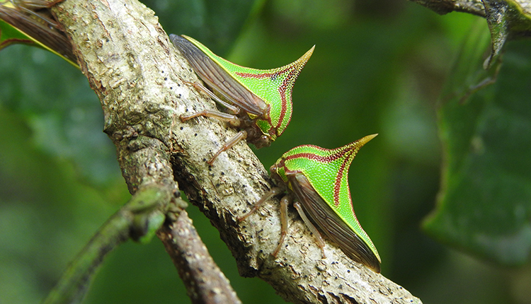 Umbonia spinosa © Jérémie Lapèze - Société Entomologique Antilles Guyane