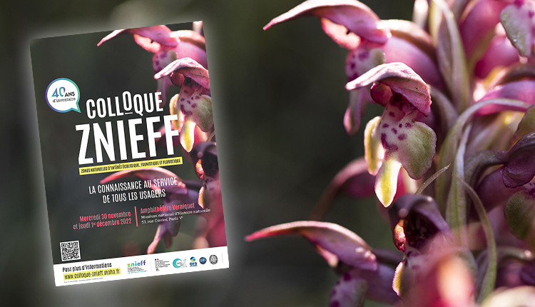 Orchis punaise Anacamptis coriophora © Julien Laignel