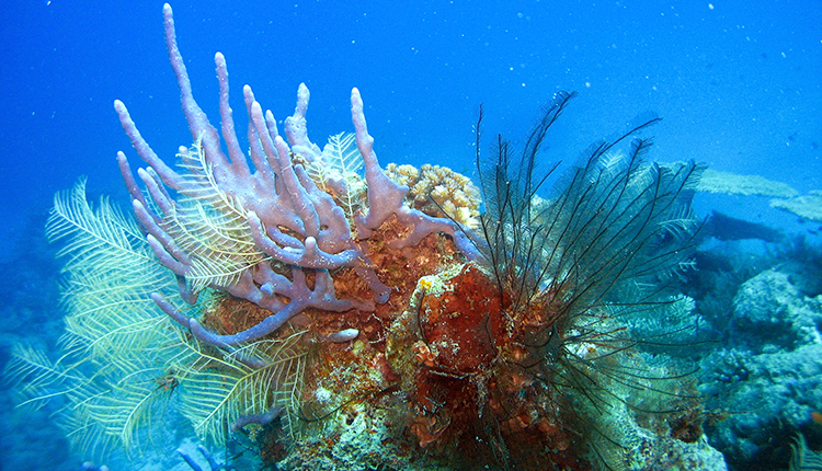 Éponge bois de cerf bleue, homaxinelle (Homaxinella sp.) et hydraire dans la passe en S, site de plongée incontournable de Mayotte © Julien Wickel / Médiathèque Office français de la biodiversité
