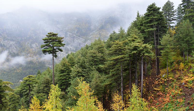 Znieff 940004190 Forêts de Tartaghjine et de Milaghja © Julien Touroult / INPN