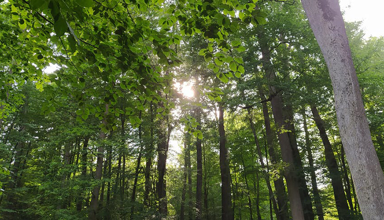 La forêt, un espace ouvert au carrefour de multiples passions © Thibault Leroy, CC BY-NC-ND