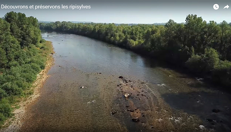 Découvrons et préservons les ripisylves © astee
